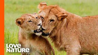 "Misfit" Lion Forms A Special Bond with Cub "Dreamer" | Love Nature