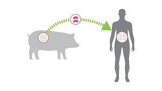 Pig-to-human kidney transplant 2D animation