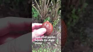 Snakefruit Garden in Indonesia