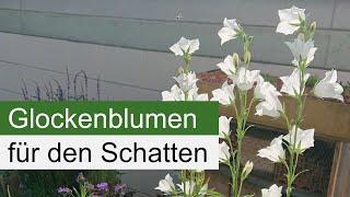 Insektenfreundliche Blumenkübel Folge 4 - Wir bepflanzen einen Kübel für Halbschatten / Schatten!