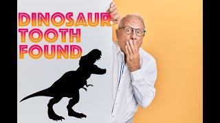 Dinosaur Tooth Found!