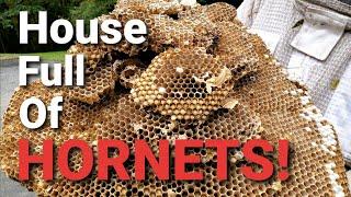 MASSIVE European Hornets INFESTATION! | THOUSANDS of HORNETS! | SWARM