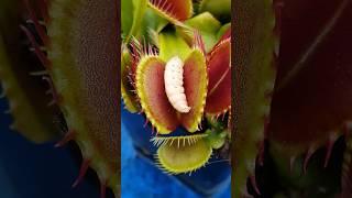 Dropping waxworm into Venus Flytrap #carnivorousplants #plants #nature