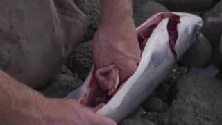 How to gut and gill a fish | Captain Quinn