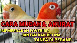 Cara mudah membedakan Lovebird jantan dan betina tanpa di pegang