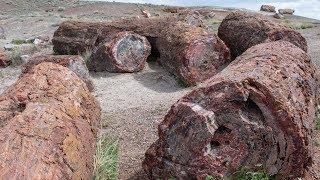 How to Visit Petrified Forest National Park