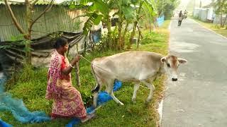 Sundarban village life in india