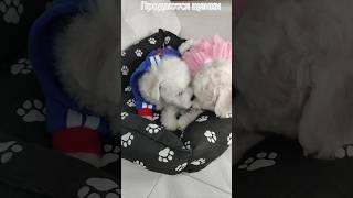Посмотрите!Щенки Бишона Милые- кудрявые мордашкивозьму на ручки и не отпущу|#маленькиеПороды#love