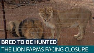 Lions bred as 'prey': Inside South Africa's big game hunting industry | ITV News