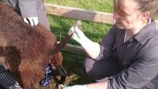 Preparing the Ewes