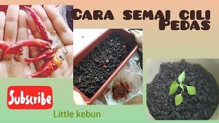 Mudahnya semai cili bara dalam pasu (100% menjadi) - Little kebun