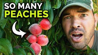 HUGE Stone Fruit Harvest & Tasting! 