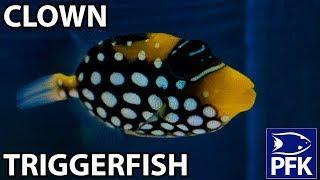 CLOWN TRIGGERFISH (Balistoides conspicillum)