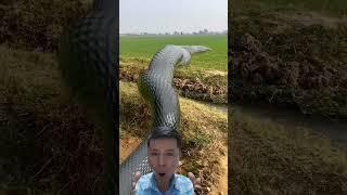 Big Anaconda Snake In Real Life #runfuntv