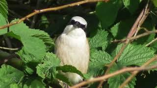 Neuntöter (Red-backed shrike, Lanius collurio)