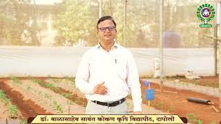 मिरची पिकावरील थ्रिप्स (Thrips) नियंत्रण । Dr. BSKKV, Dapoli