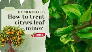 How to treat citrus leaf miner