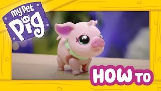 Little Live Pets | My Pet Pig | How To Care and Play