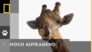 Giraffen sind faszinierende Tiere | Afrikas Wildnis