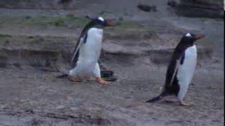 Penguins waddling along the penguin trail