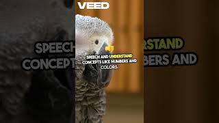 Discover Earth's Top 3 Smartest Animals! #shorts  #facts#animals #smart #viralshort