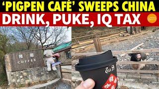 ‘Pigpen Café’ Sweeps China: Sip Coffee, Then Vomit, Paying the IQ Tax