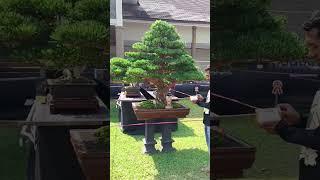 bonsai lohansung super,piala besten