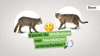 Vorsicht Verwechslungsgefahr - Unterschied zwischen Wildkatze und Hauskarte