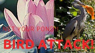 Heron Attack and DIY Netting Your Koi Pond From Predators