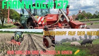 Farmvlog#137 Boxkampf auf der Weide/ Wir starten für die Mais aussaat