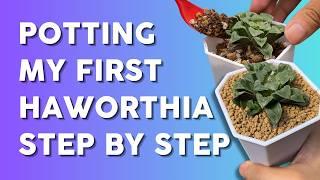 Starting my Haworthia Adventure: Easy Care Tips & Soil Mix