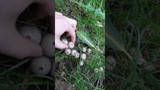 a truly obscene quantity of mature Apioperdon pyiforme puffballs