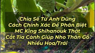 Cắt Tỉa Cây Nho Thân Gỗ Lớn Để Có Nhiều Trái. Cách Quan Trọng Phân Biệt MC King Shihanouk Thật