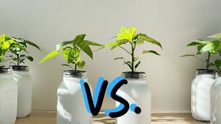 Hydroponic Nutrients for Peppers - what is best?