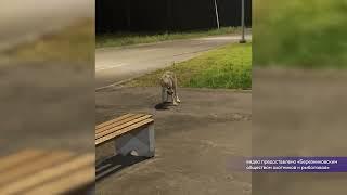 Волки в Любимове