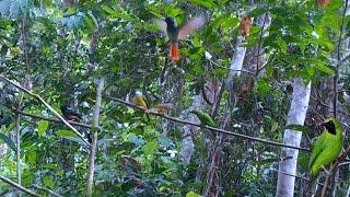 walaupun sudah sering di pikat, tapi tetap aja banyak burung nya