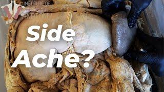 "Stitch" isn't what you think it is | Institute of Human Anatomy