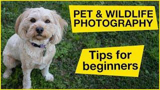 PET & WILDLIFE PHOTOGRAPHY tips for beginners - the Animal Magic Photography Challenge.