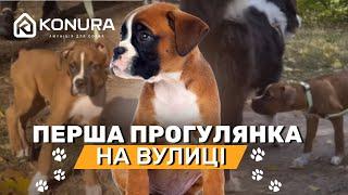 Перша прогулянка цуценя на вулиці