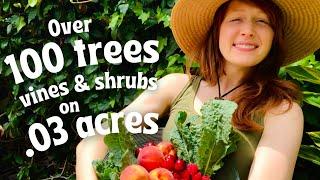How We Created a Thriving Permaculture Food Forest on .03 Acres