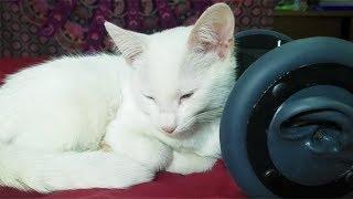 1 Hour CUTEST CAT PURRING By This Baby KITTEN | Relaxation | for Sleep