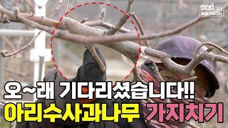 Pruning Arisu Apples