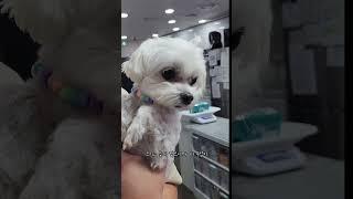 엄마가 수의사면 안좋은점