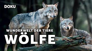 Wunderwelt der Tiere – Wölfe (spannende Tierdoku | Deutsch | Wolfs Doku)