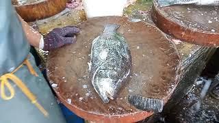 Black snapper fish cutting skills in Penang malaysia  Cecil market Penang, Malaysia