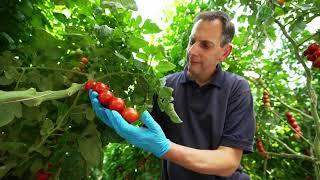 Using Eradicoat Max for tomatoes | Certis Belchim