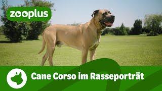 Cane Corso im Rasseporträt: Aussehen, Wesen & Erziehung