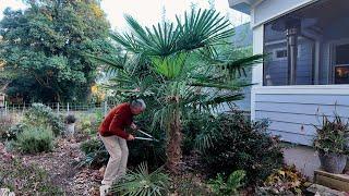 Winter Garden Cleanup and Palm Pruning