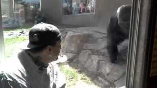 MUST WATCH!!! Omaha Zoo Silverback Gorilla ATTACKS!!