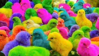 World Cute Chickens, Colorful Chickens, Rainbows Chickens, Cute Ducks, Cat, Rabbits,Cute Animals